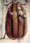  Oedionychus nigrovittatus