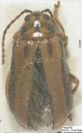  Xanthogaleruca luteola 