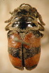 Megalostomis (Scaphigenia) kollari