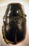 Metallactus semipurpureus