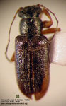  Psathyrocerus fulvipes fulvipes