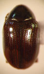  Typophorus sp. 11