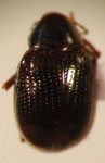  Typophorus sp. 12