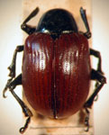  Typophorus sp. 3
