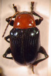  Typophorus sp. 9