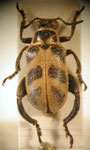  Agathomerus (Trichagathomerus) subfasciatus