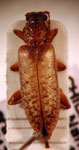  Palophagoides vargasorum