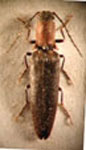  Hemicrepidius sp. "chilensis"