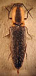  Hemicrepidius philippi