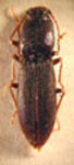  Margaiiostus andicola
