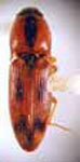  Aeolus scutellatus