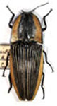  Chalcolepidius eschscholtzi