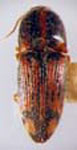  Conoderus bellus