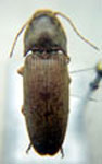 Conoderus cfr. chilensis