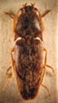  Conoderus chilensis