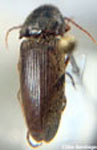  Conoderus sp. A
