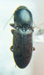  Conoderus sp. B