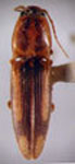  Conoderus vespertinus