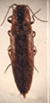  Dilobitarsus laconoides