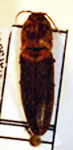  Dilobitarsus sp. 6