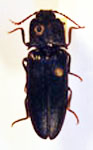  Heligmus obscurus
