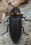  Nyctophyxix ocellatus