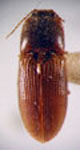 Esthesopus hepaticus