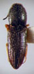  Triplonychus carinatus