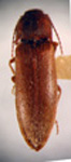  Deromecus anchastinus