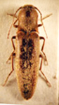  Deromecus cervinus