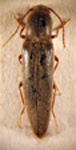  Deromecus nigricornis  