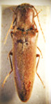  Gabryella umbilicata