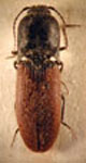  Grammephorus rufipennis
