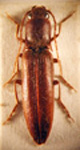  Mecothorax castanipennis