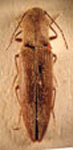  Bedresia truncatipennis