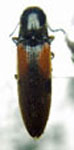  Deromecus scapularis