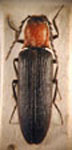  Ovipalpus pubescens