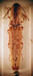  Psiloniscus apicalis