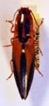  Semiotus affinis