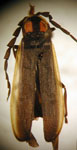  Pyractonema depressicornis