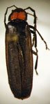  Pyractonema rhododera