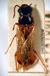  Drilocephalus pallidipennis