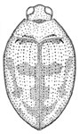 Haliplus colombiensis