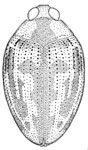 Haliplus mexicanus