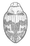 Haliplus ornatipennis