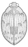 Haliplus thoracicus