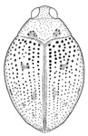 Peltodytes tamaulipensis