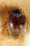  Limnichoderus sp. 2