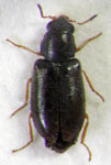  Mauroniscus maculatus