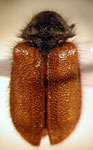  Arthrobrachus flavipennis